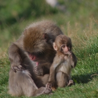 Japanese macaques or Snow Monkeys