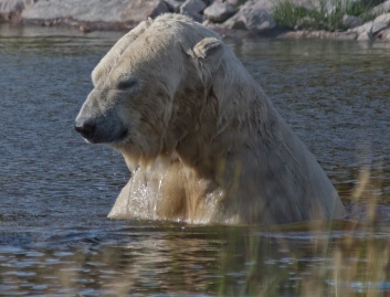 Male Polar Bear
